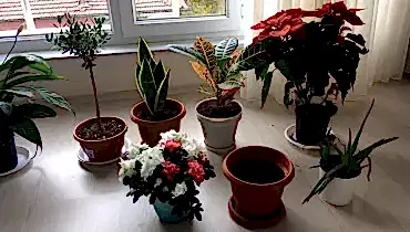 Saksıda çiçek yetiştirmek için hangi topraktan almalıyız?