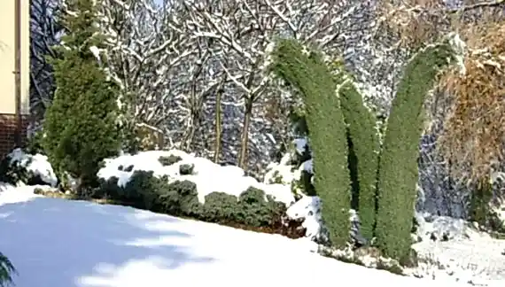 Kışın bahçe bakımı nasıl olmalıdır?