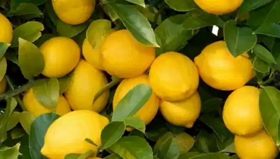 Limon Ağacı bakımı nasıl olmalıdır?