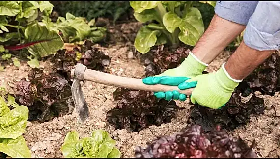 Yazın bahçede toprak bakımı nasıl olmalıdır